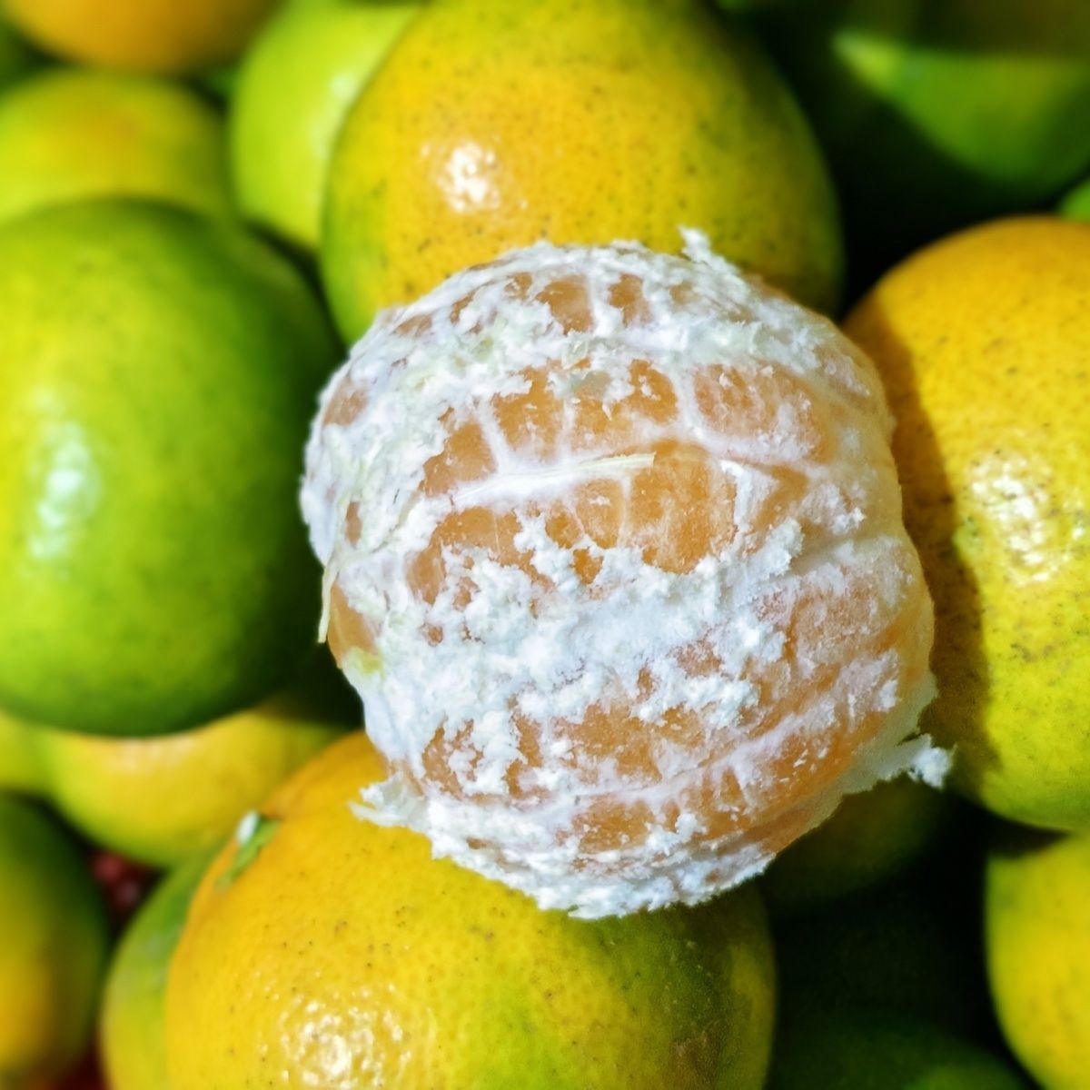 湖北恩施当季新鲜橘子农户自种柑橘5斤包邮