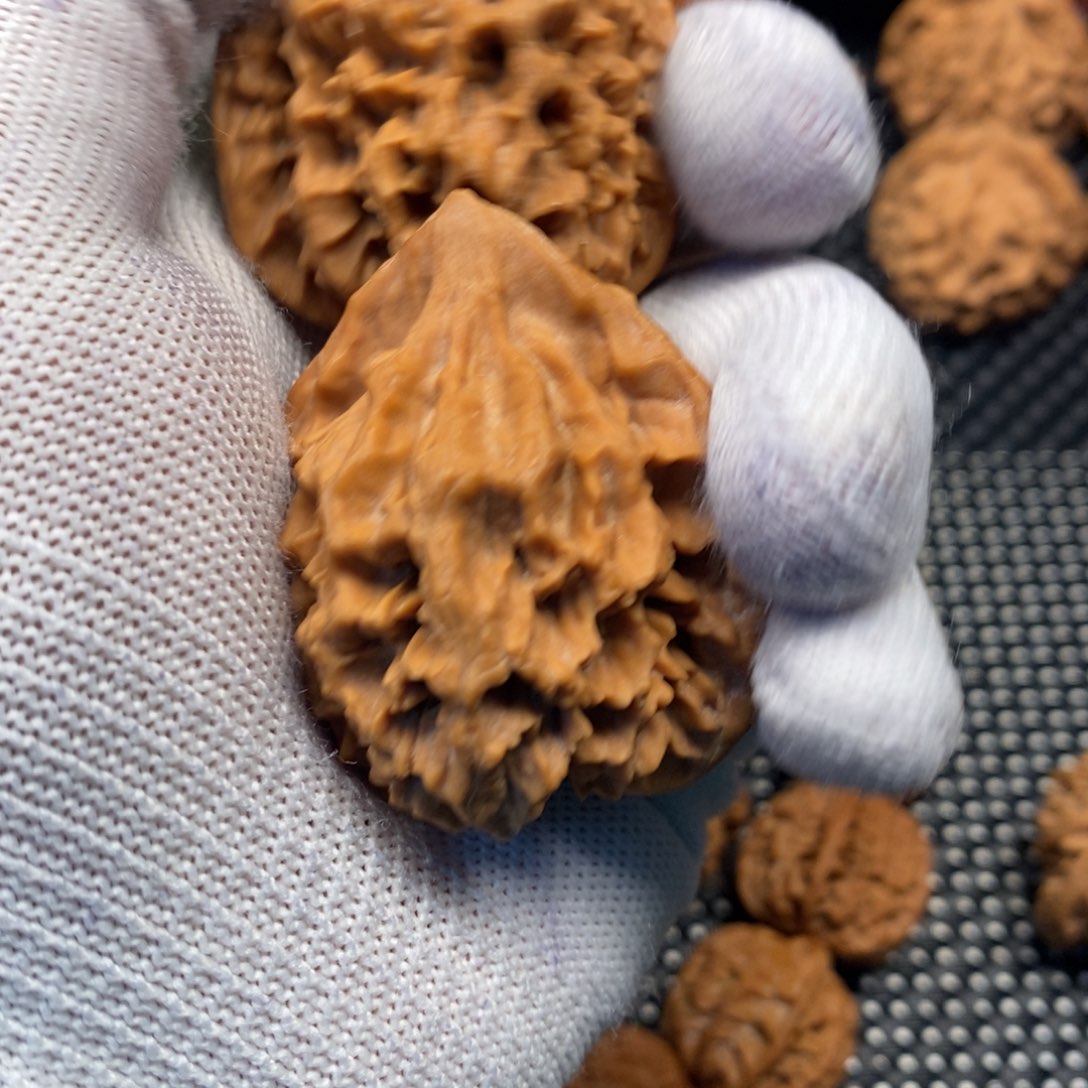 风***G秦岭森林中发现过几