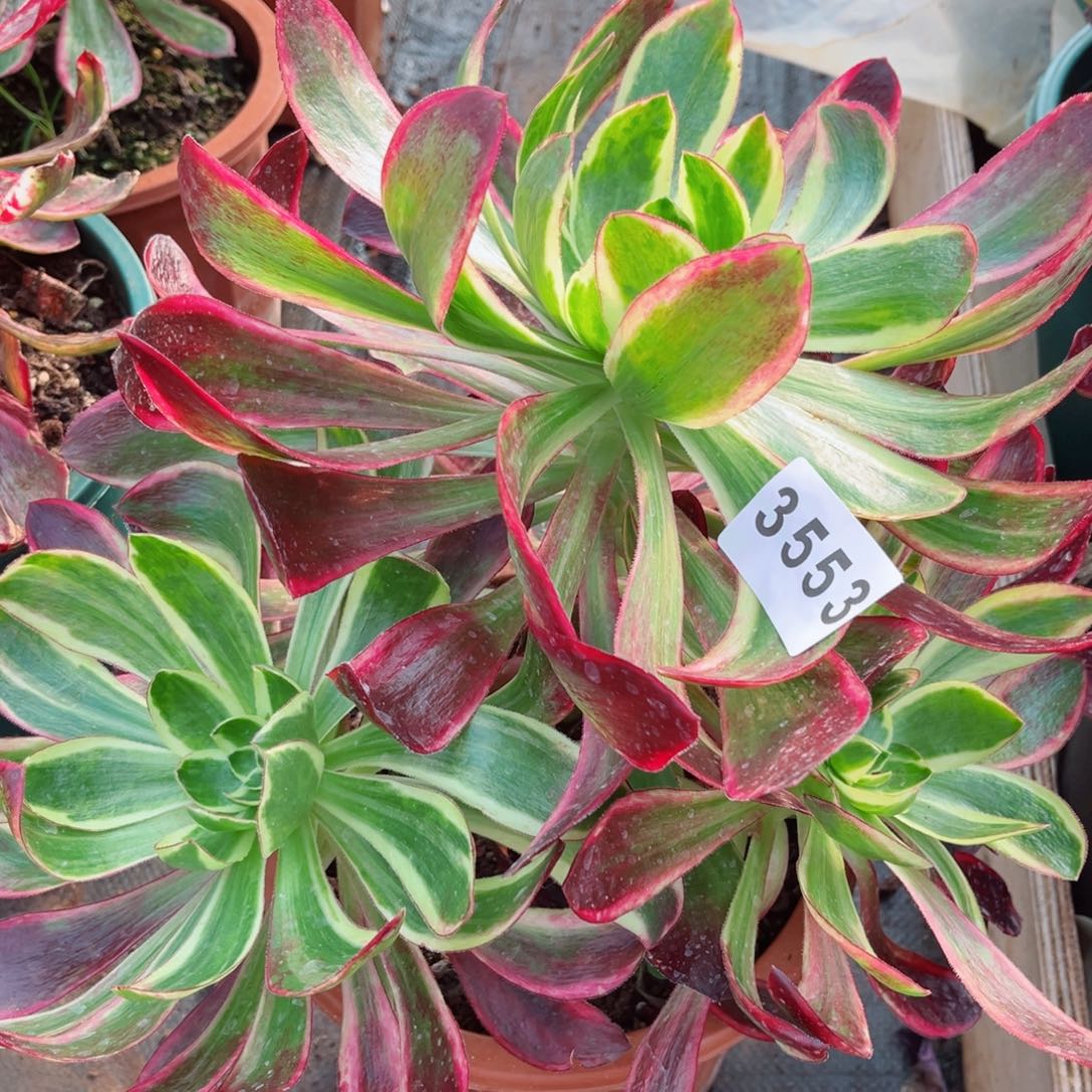 紫嫣多肉发货发货