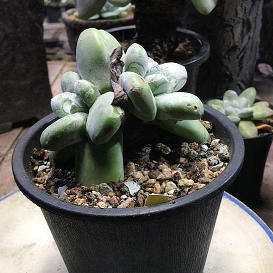 原产地拇指仙女棒杯