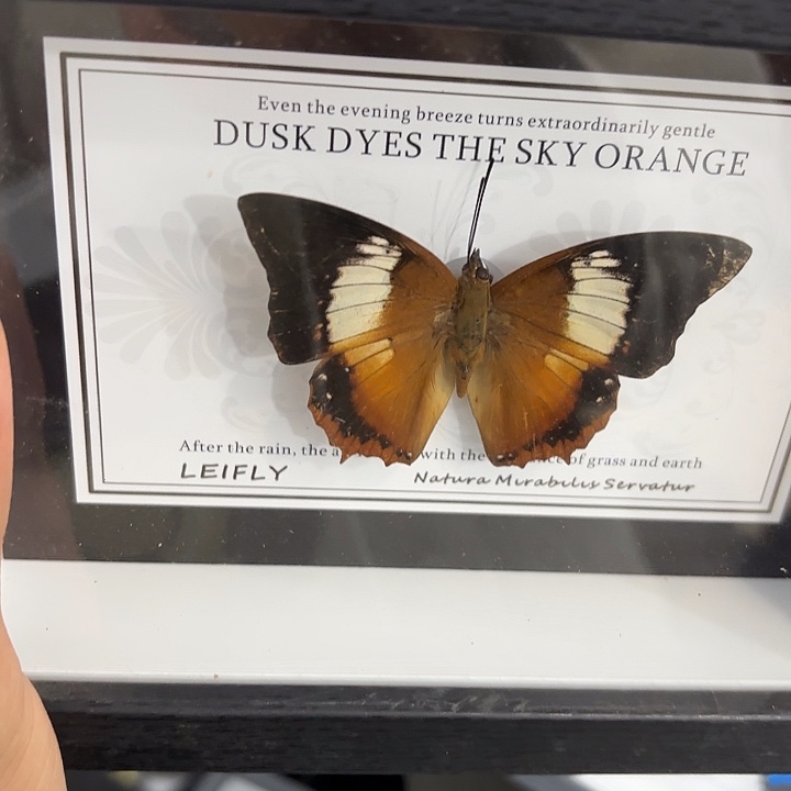 蝴蝶标本定制版007@