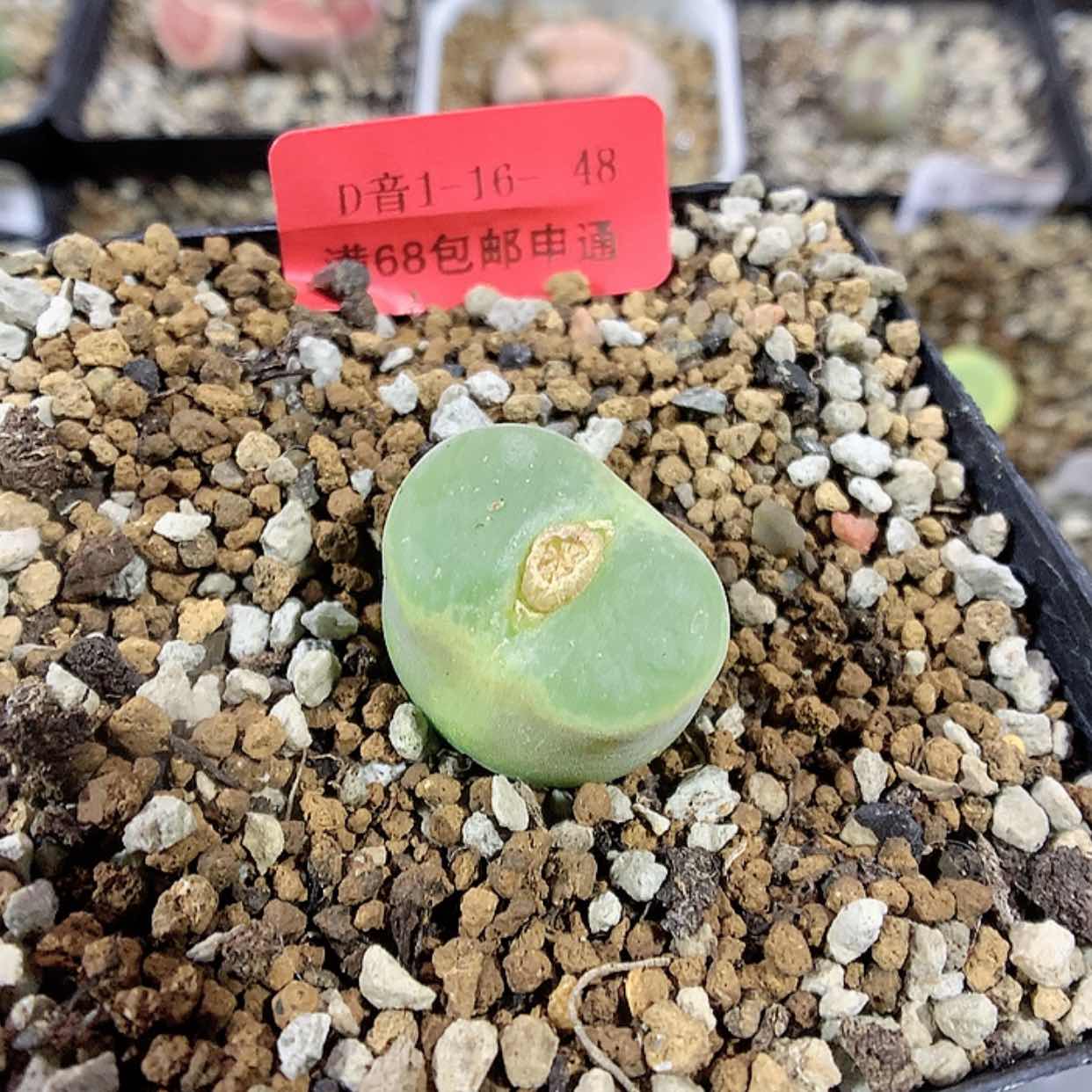 【闪购商品】1-16-48 风铃1颗 25