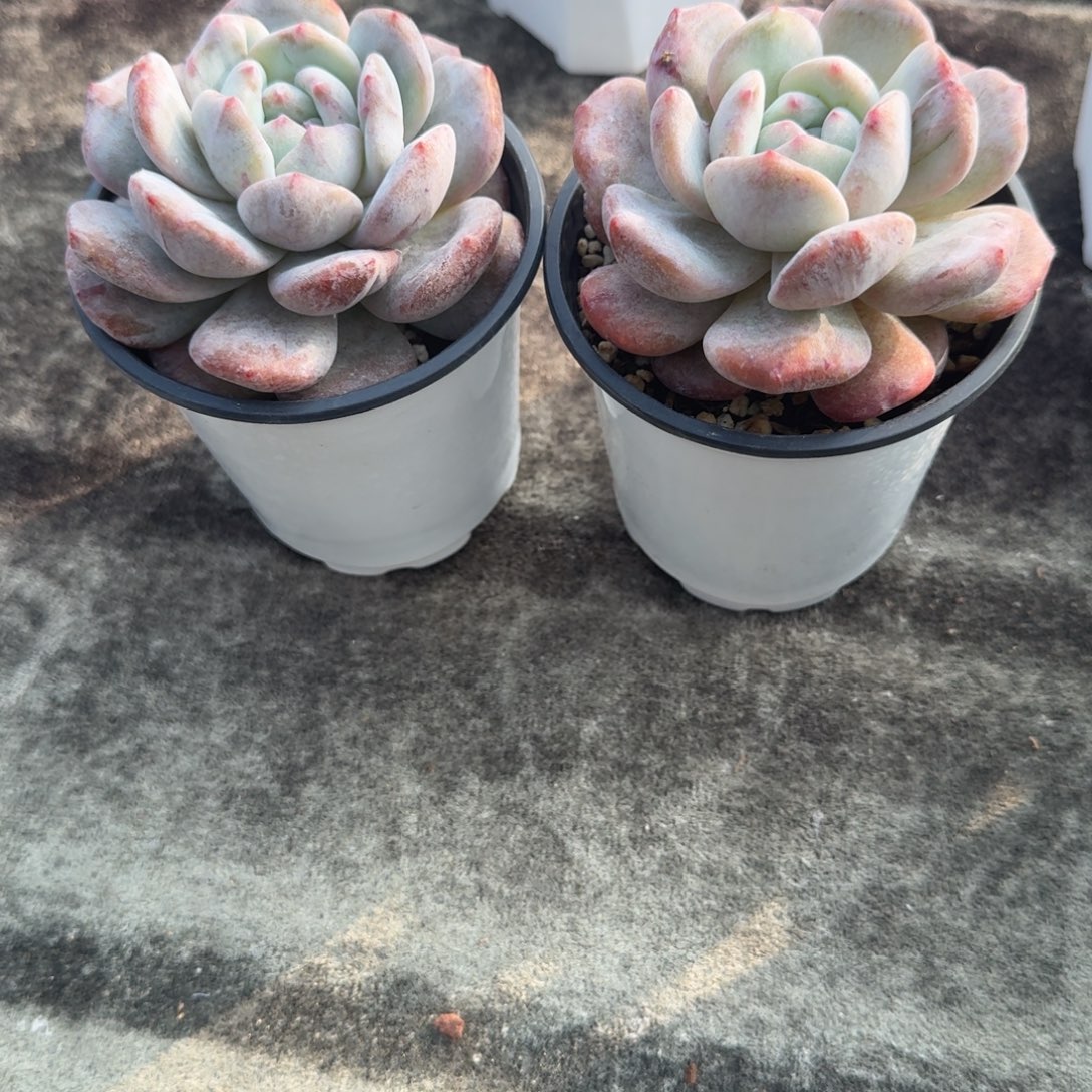 l***贝两个石化，带盆发货