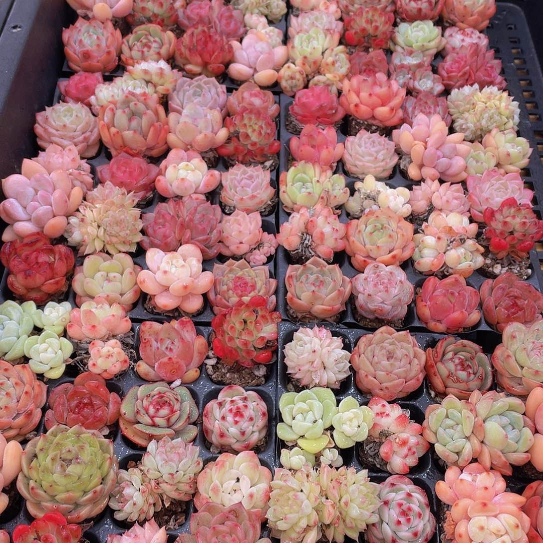 量拍71号 精品小可爱组合多肉20个