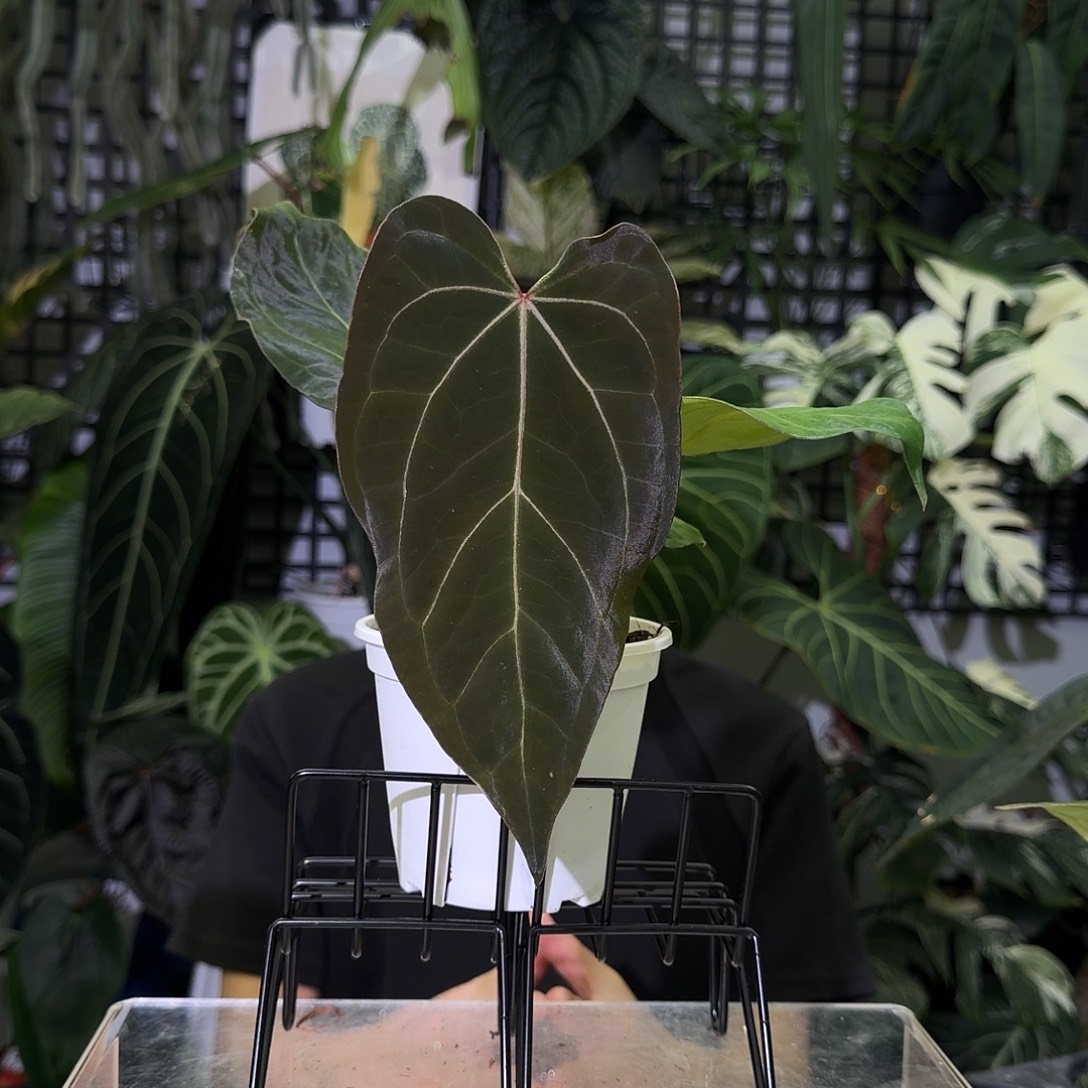 完全开放I65卡拉黑桃杂papiLG