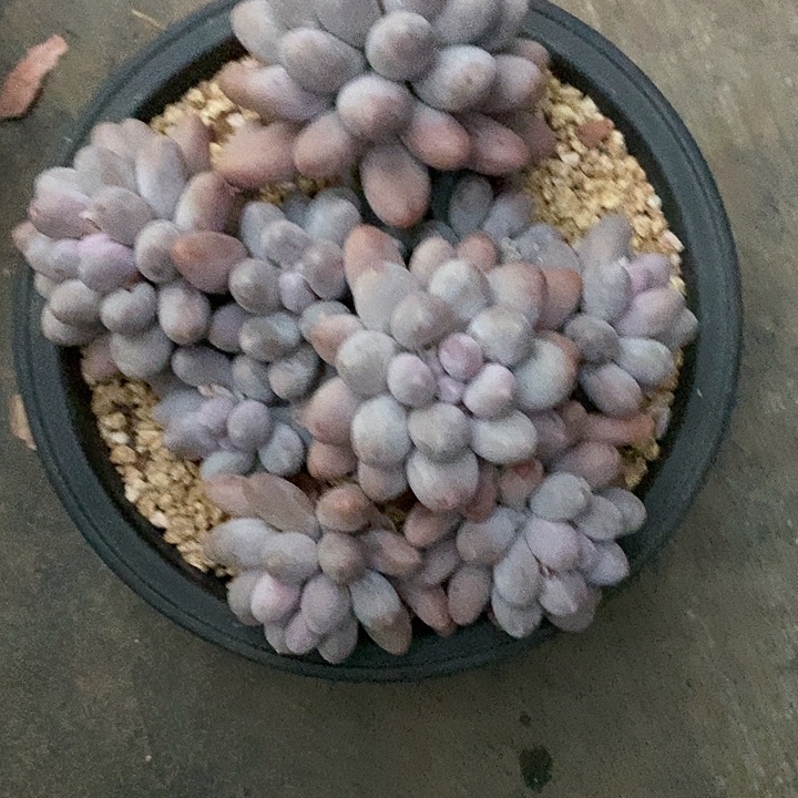 ℒ****多肉植物一物一拍