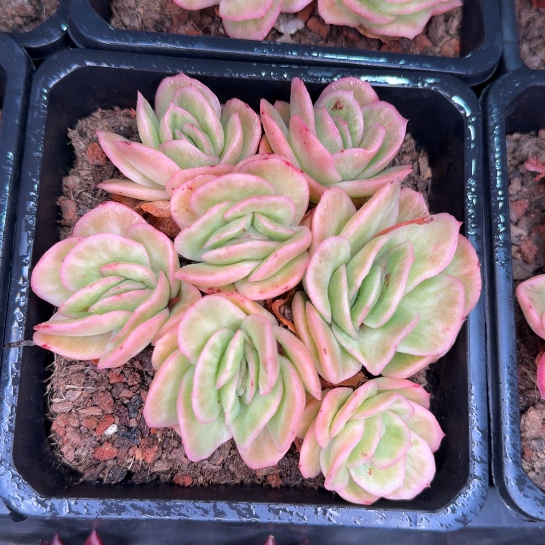 从前慢多肉编号冰玫瑰锦群