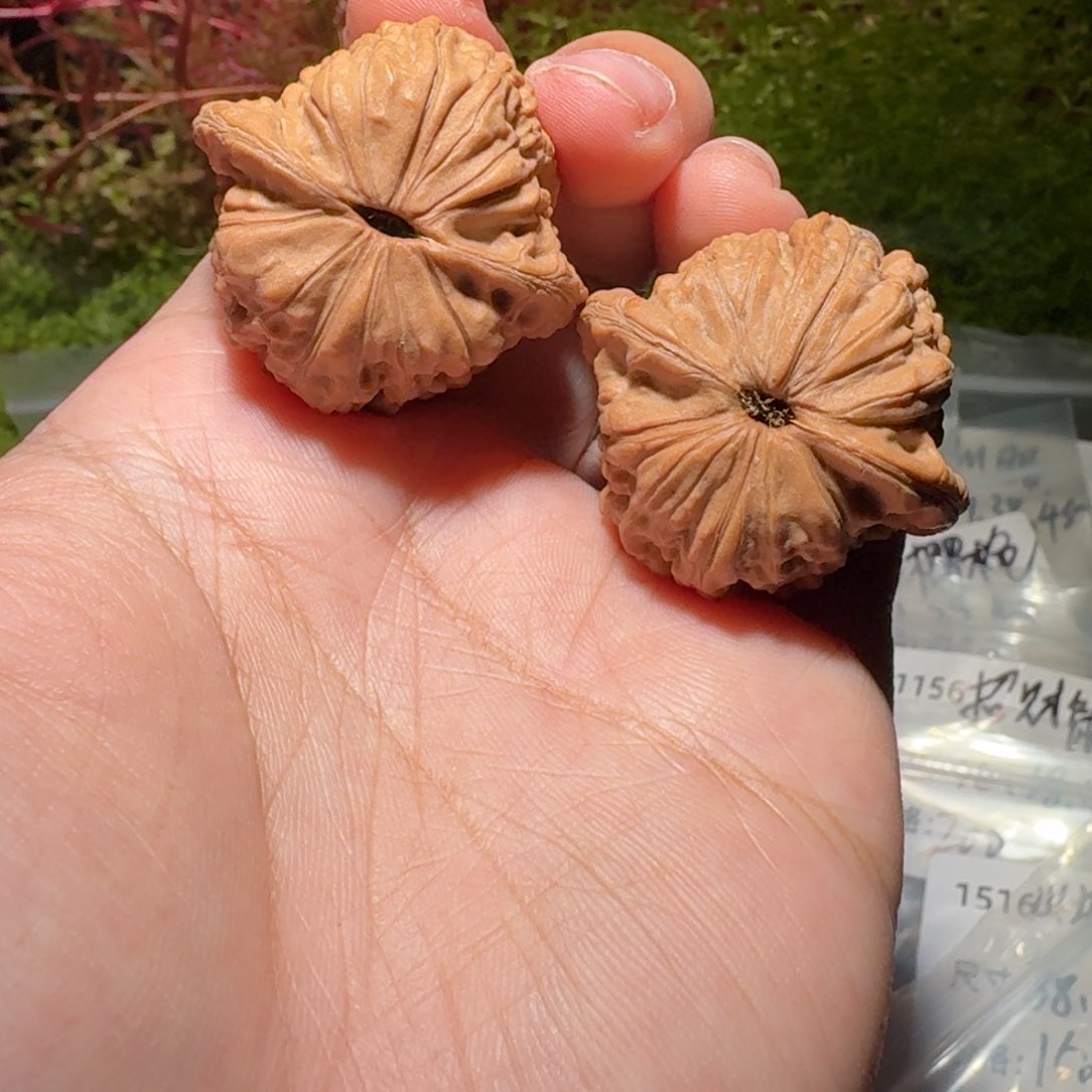 5号35尺寸全品原声树玉观音