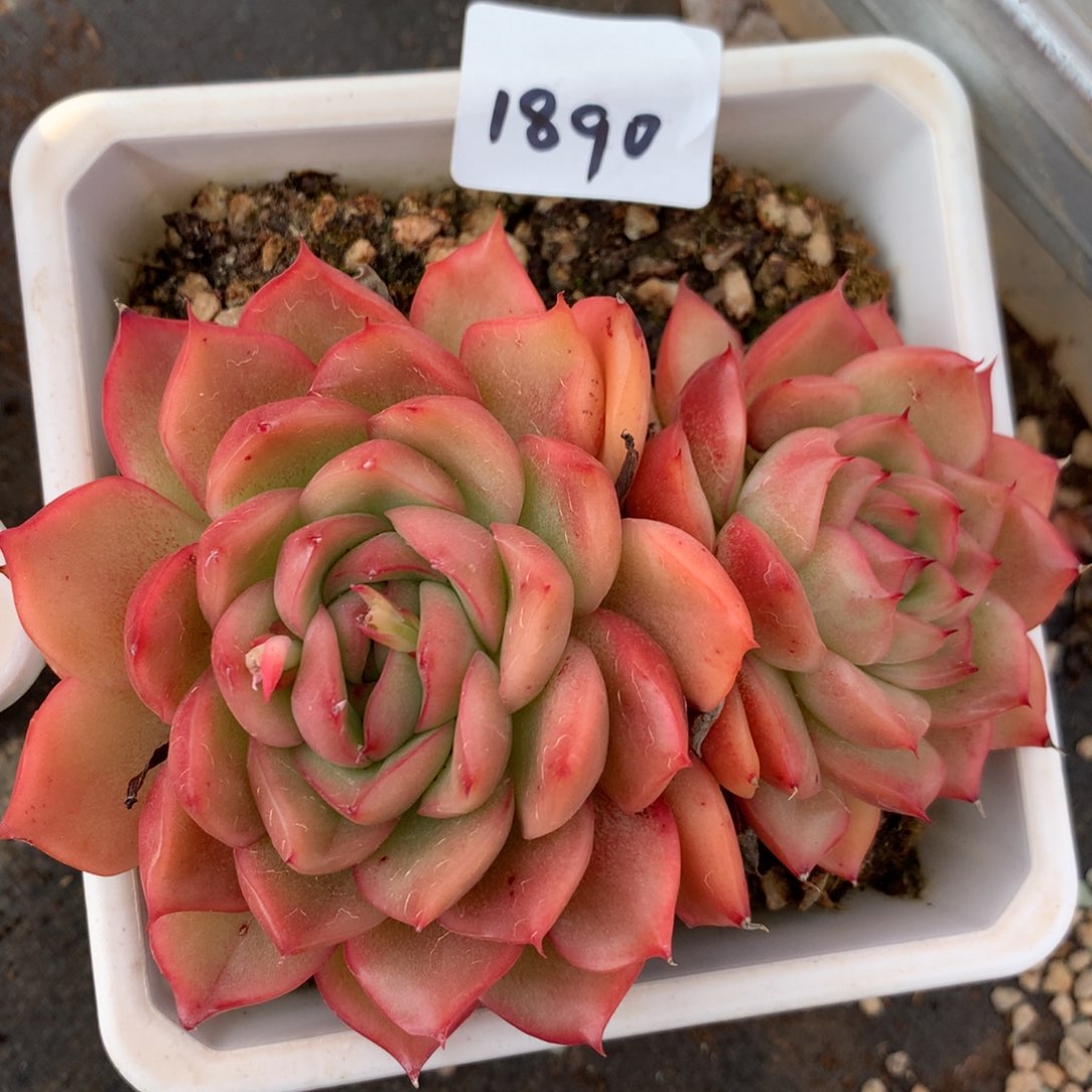 1890杂交多肉老桩