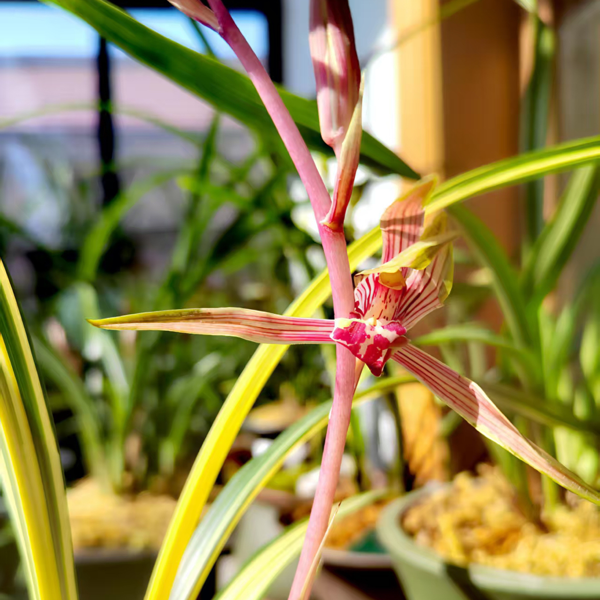 墨兰花卉带花苞发货正宗南阳之松兰花带多支发货室内外浓香型好养