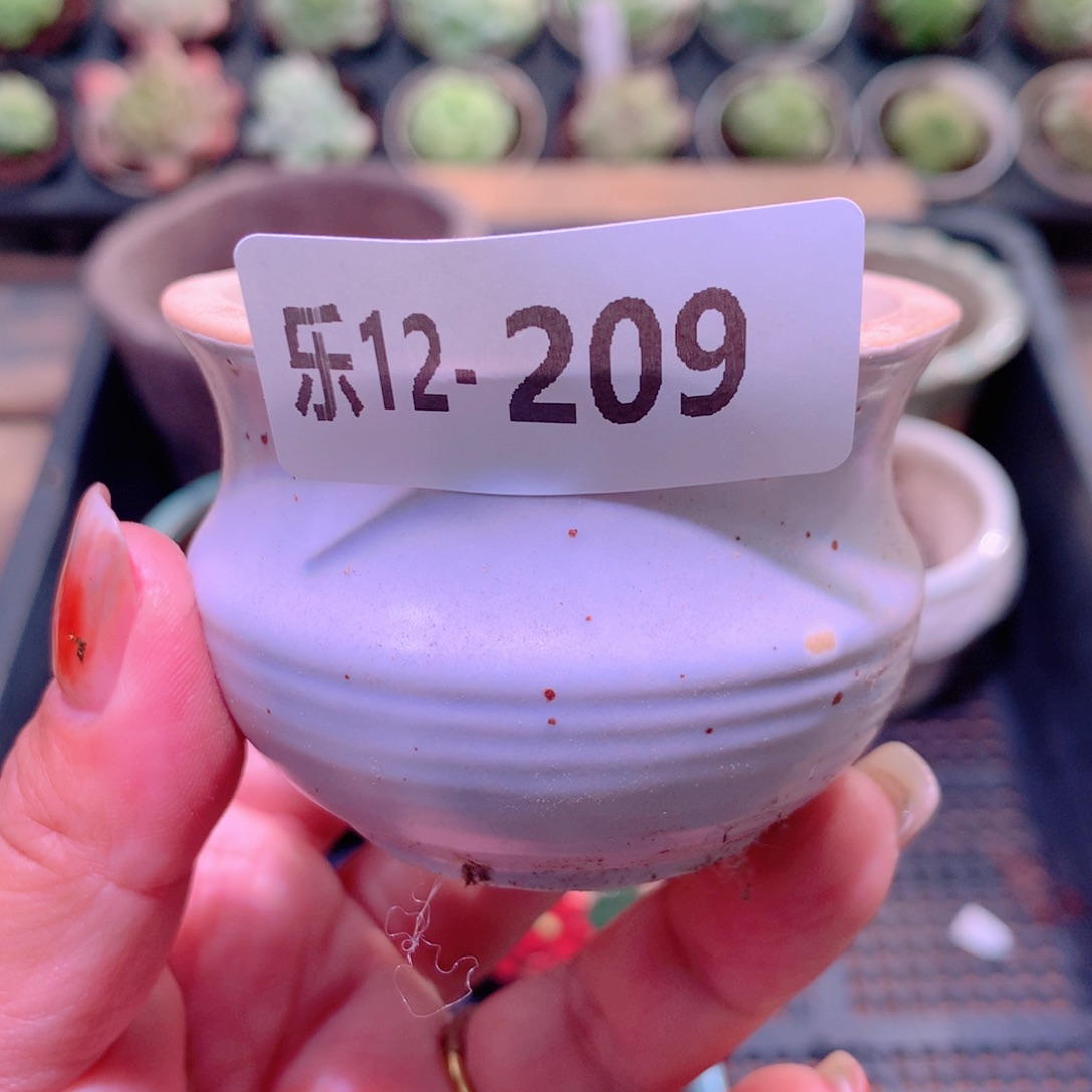 乐然12-209 花盆一个 