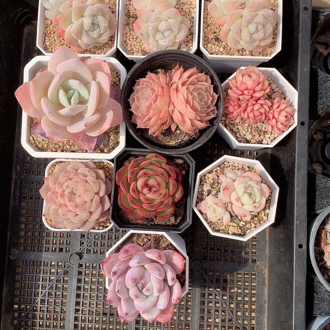 6156一筐多肉脱土发