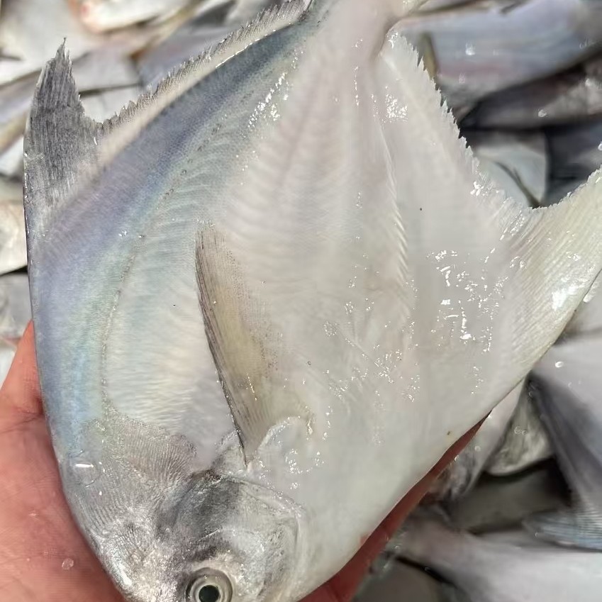 汕尾本港野生小白鲳鱼  奶白鲳  顺丰冷链发