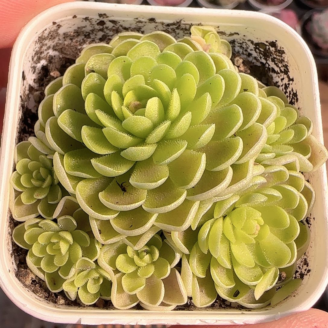 多肉1210-179捕虫堇