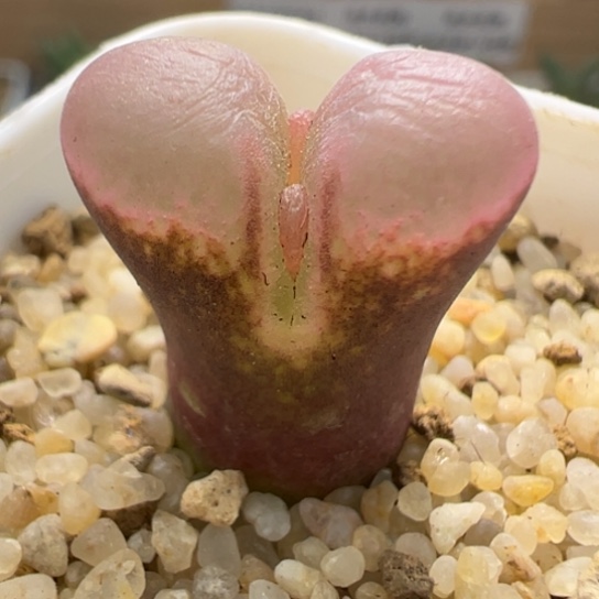 下播特价干疤福利一颗113。