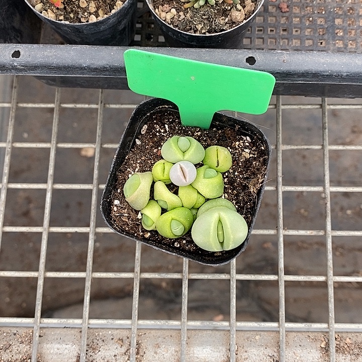 故***、漂亮的仙人球一物一拍