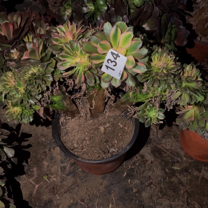 诚***麻134香妃多肉植物不售后
