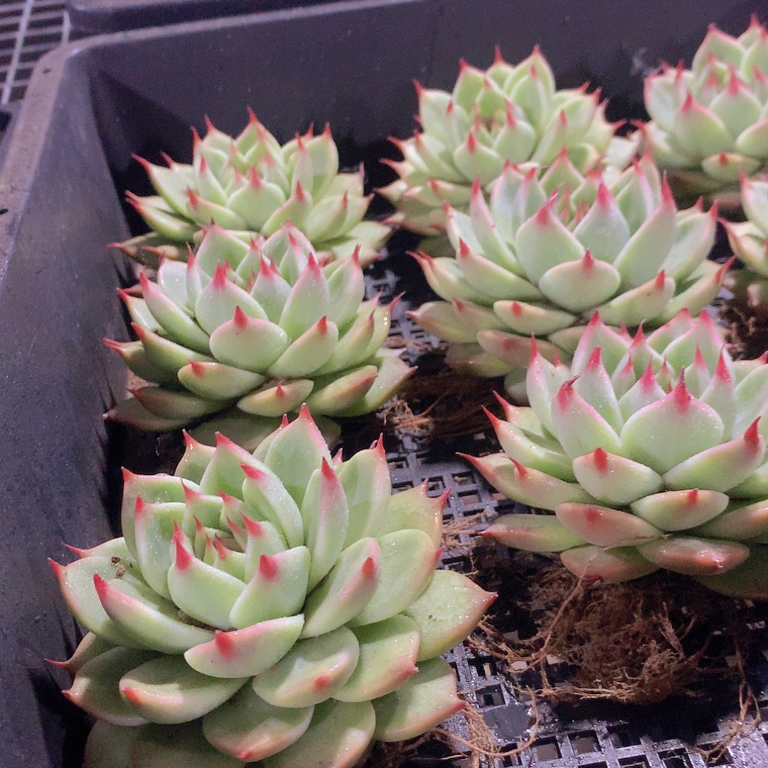 托斯卡内力3456678899900000