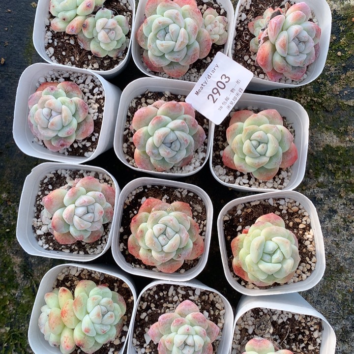 丸***～2903十二颗瑕疵脱土包邮