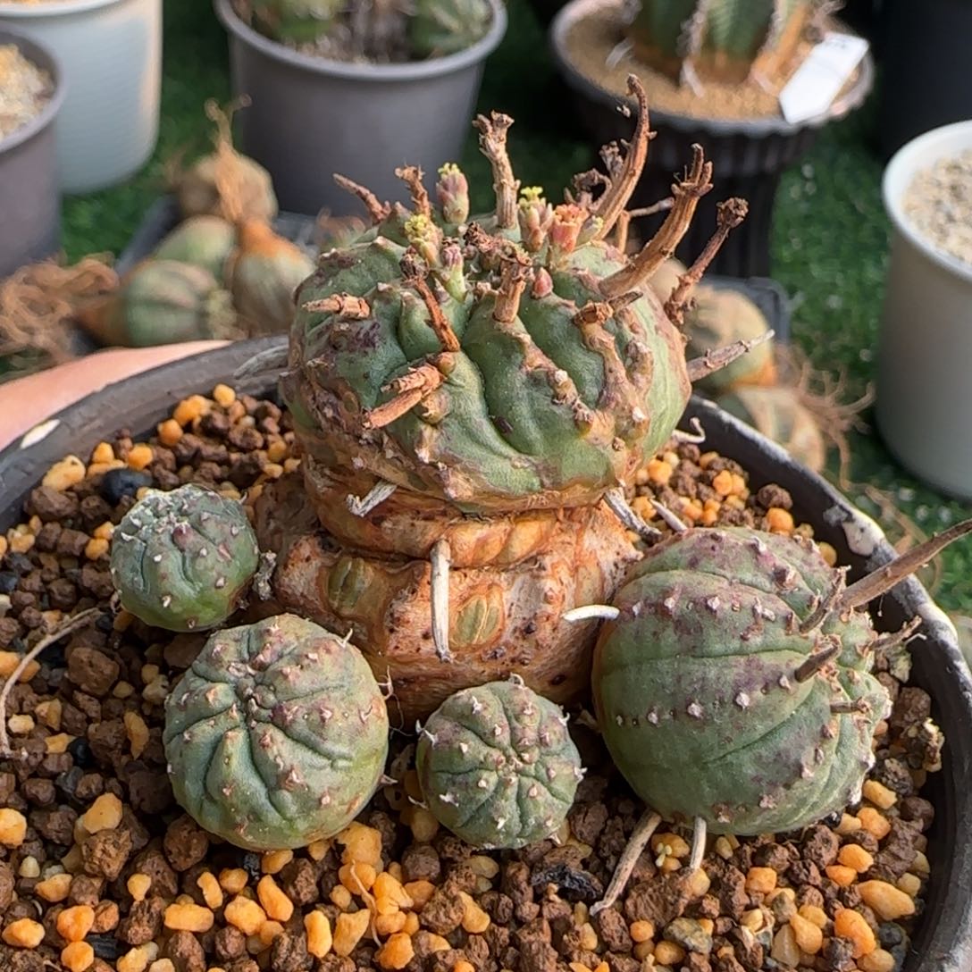 法立达 脱土发 推荐