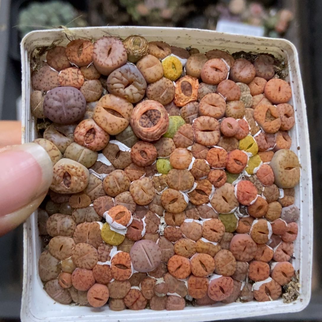 7367一盒七方柘榴个头很小