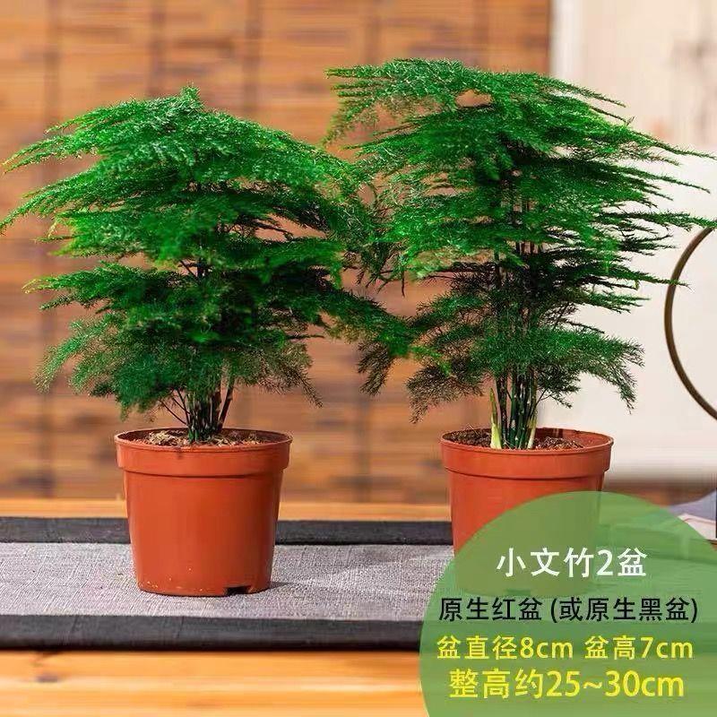 文竹盆栽室内客厅植物花卉办公室绿植桌面净化空气创意小盆景原盆
