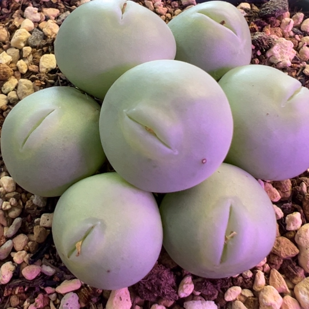 专拍专拍 肉锥植物