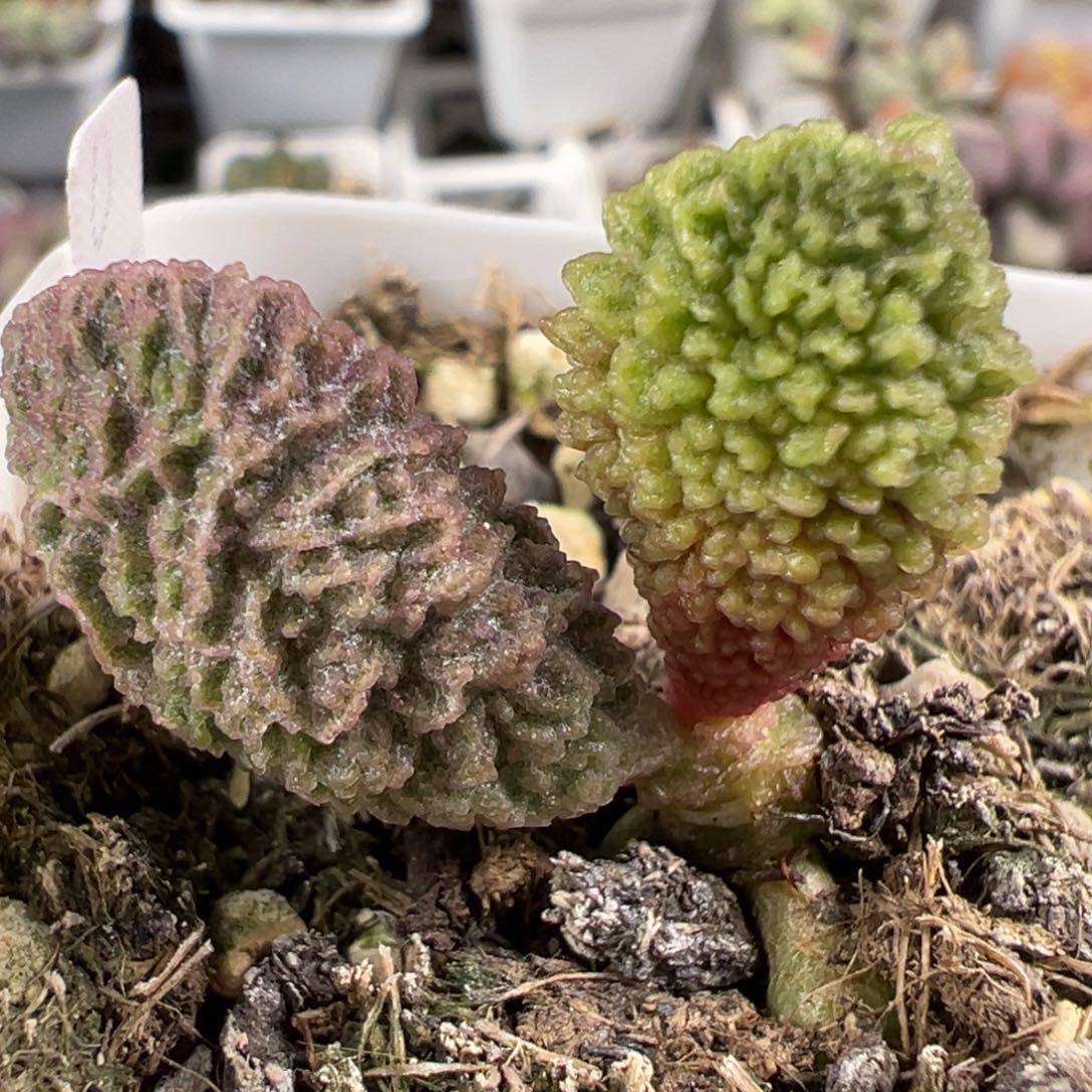 实生新品多肉植物水泡