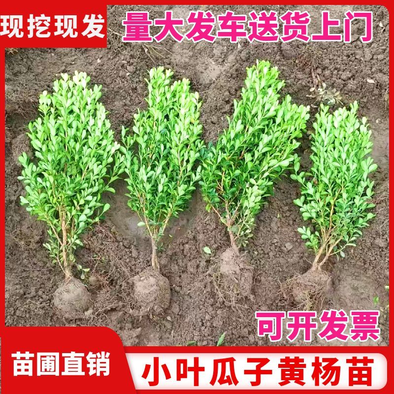 瓜子黄杨苗黄杨树苗四季常青耐阴常绿庭院绿篱耐寒绿植