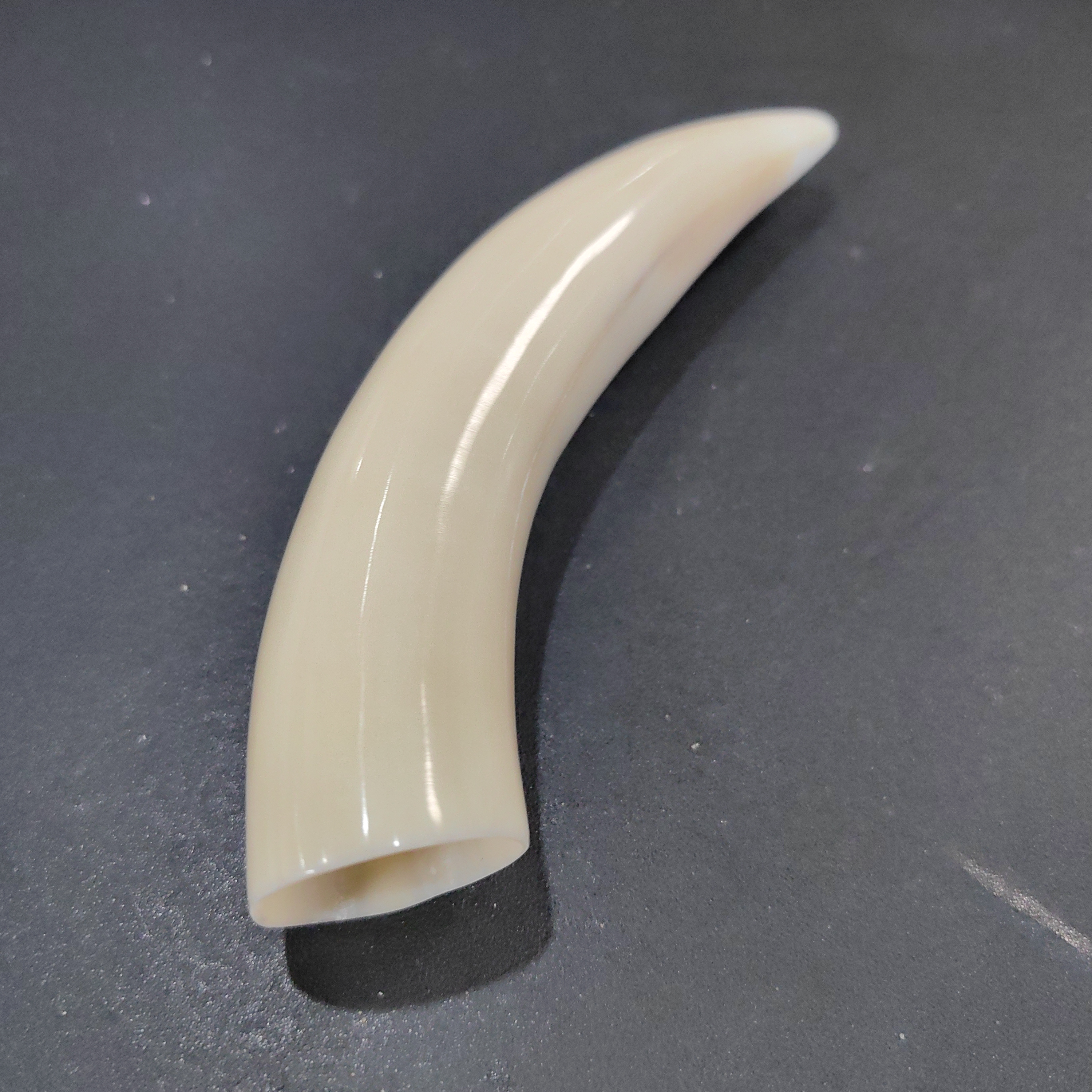 猛犸嘴约71克手把件TC354