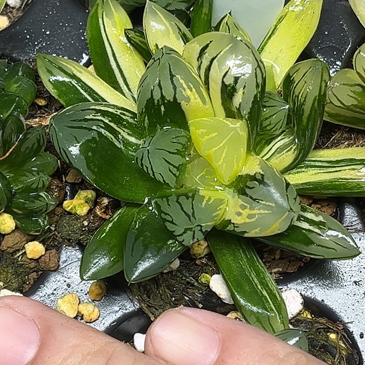 100太叶花水晶脱土发货