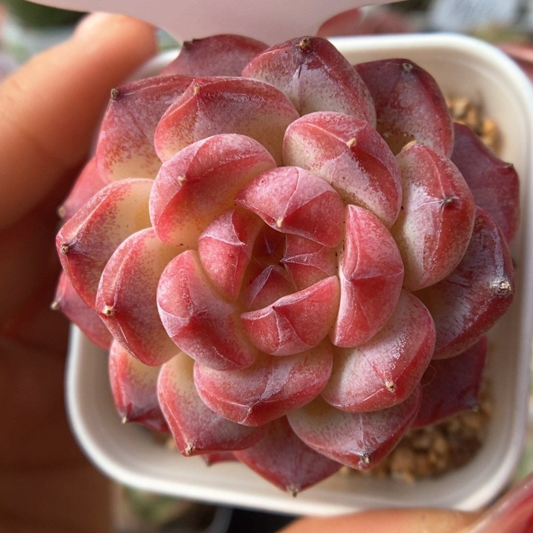 暗纹美心可拍62号。   