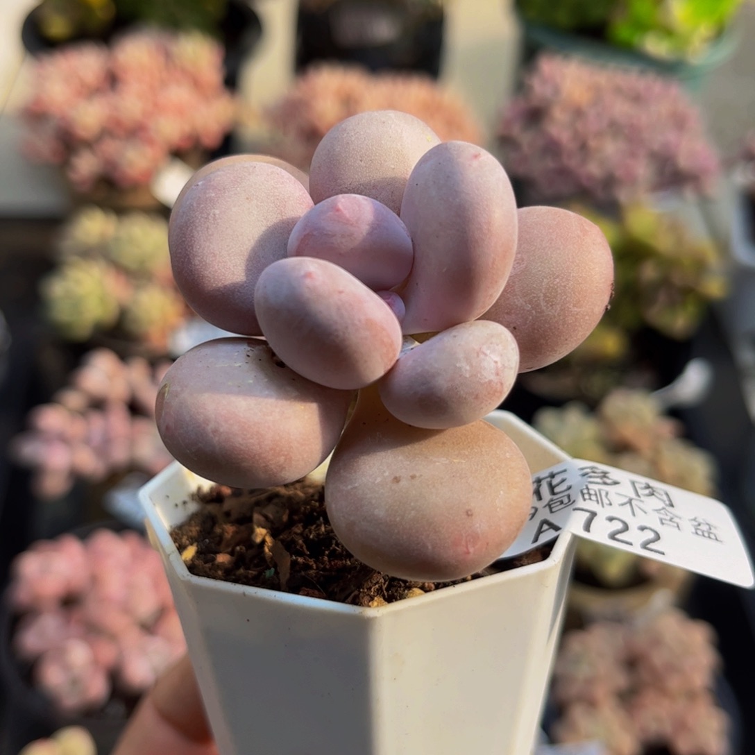 722蛋黄奶5cm多肉