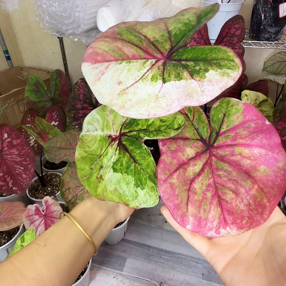 完全开放         20时间之神