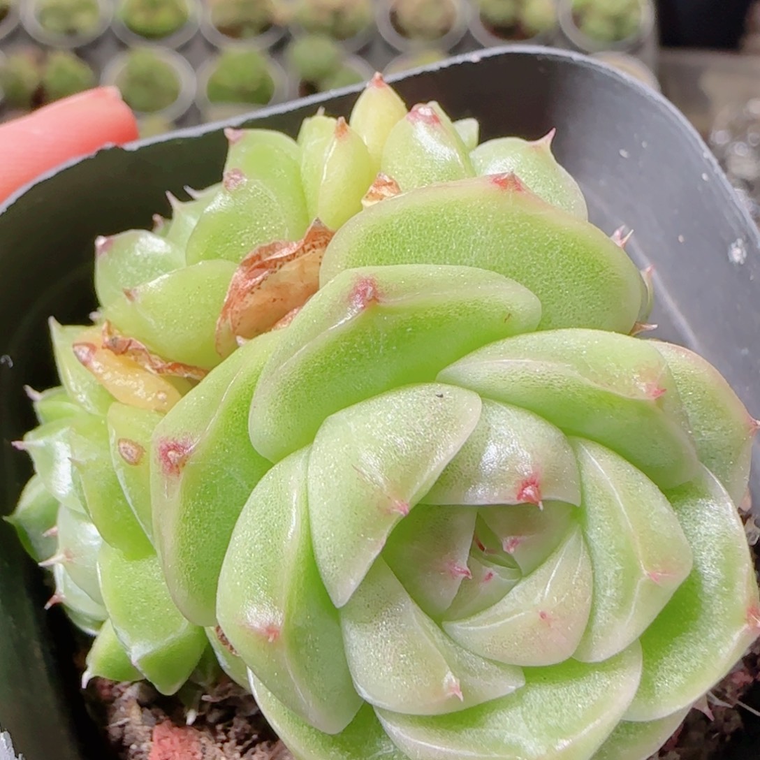 花语逸镜1102-02开播福利散