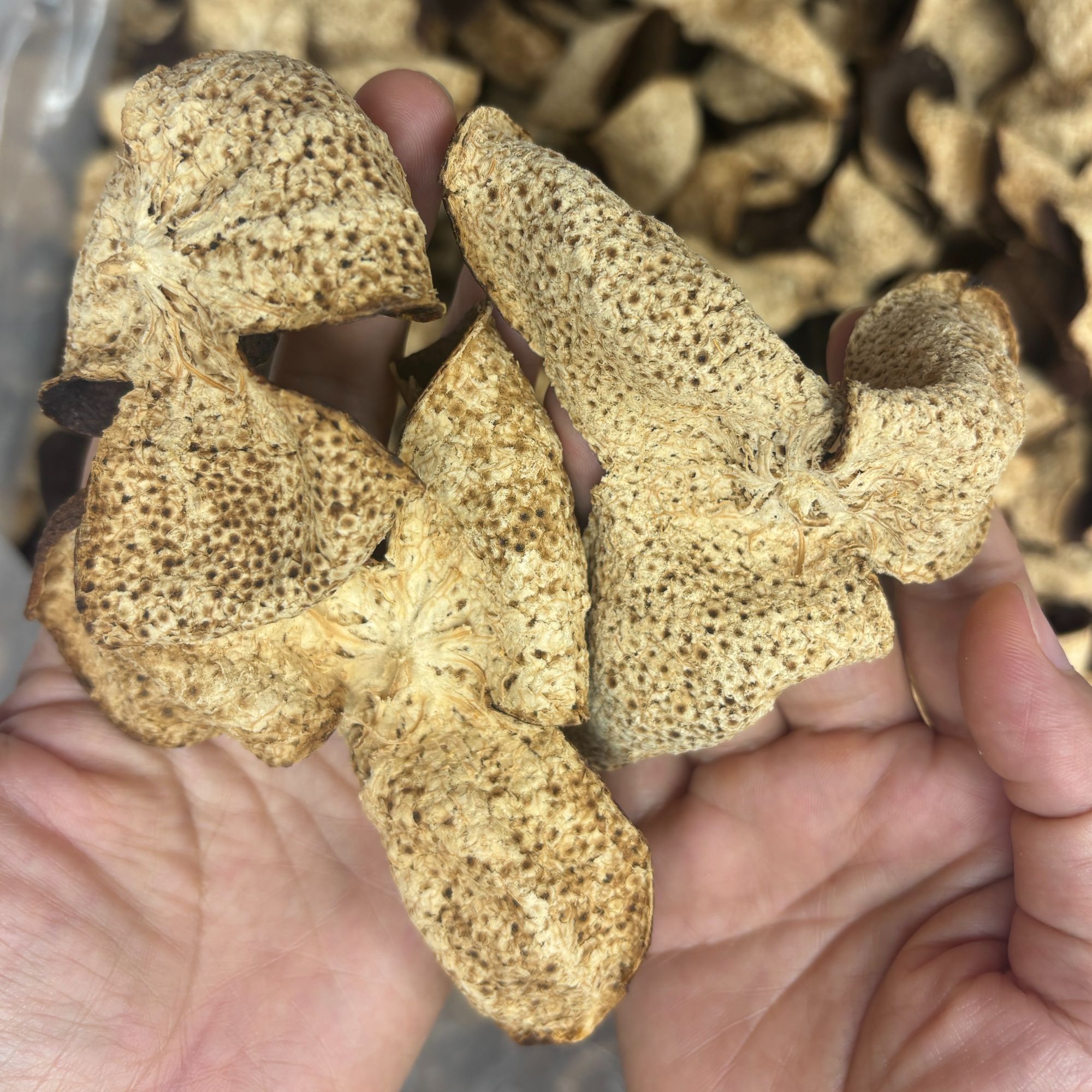 【四年油皮仔】2020年梅江圈枝油皮仔正宗新会大红皮柑果香油包丰富