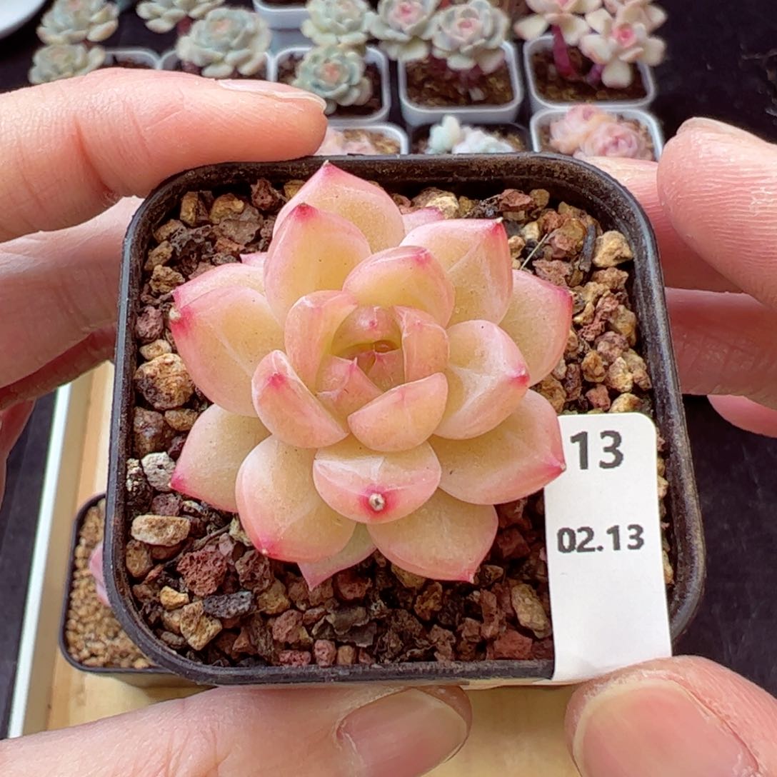 玥盏13、哈哈哈哈