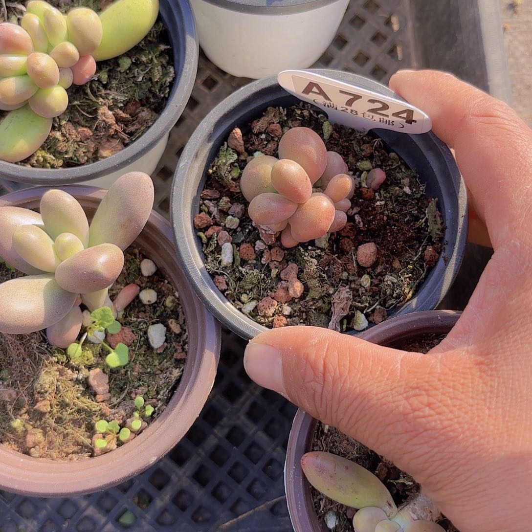 ?****夏A724芒果奶一物一拍