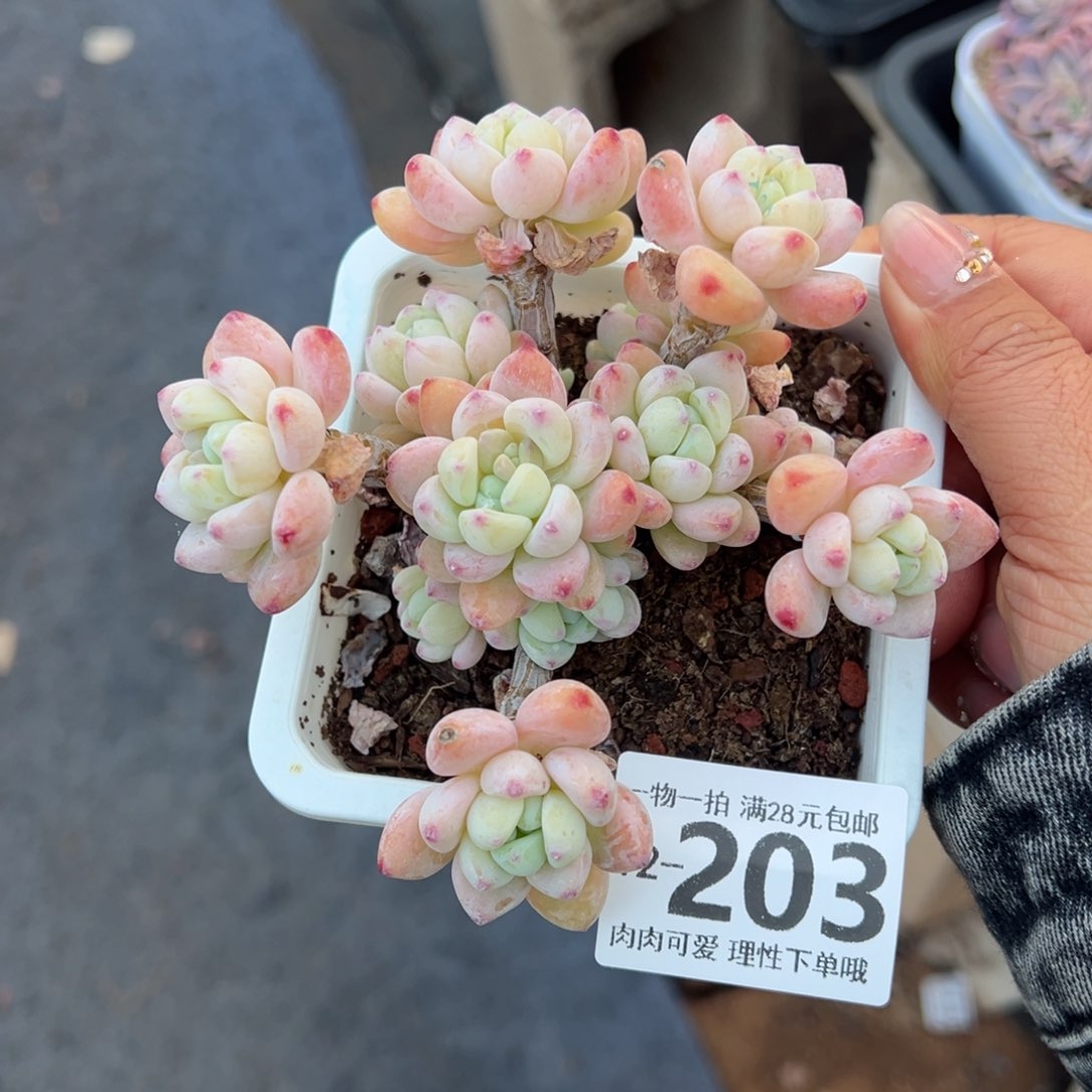 樱花罗绮多肉多肉多肉