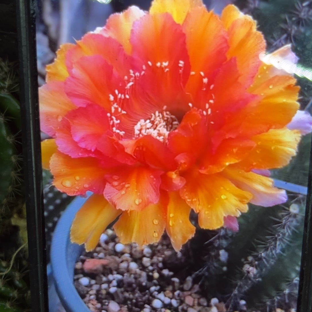 晚霞彩侧呀20包邮仙人球41