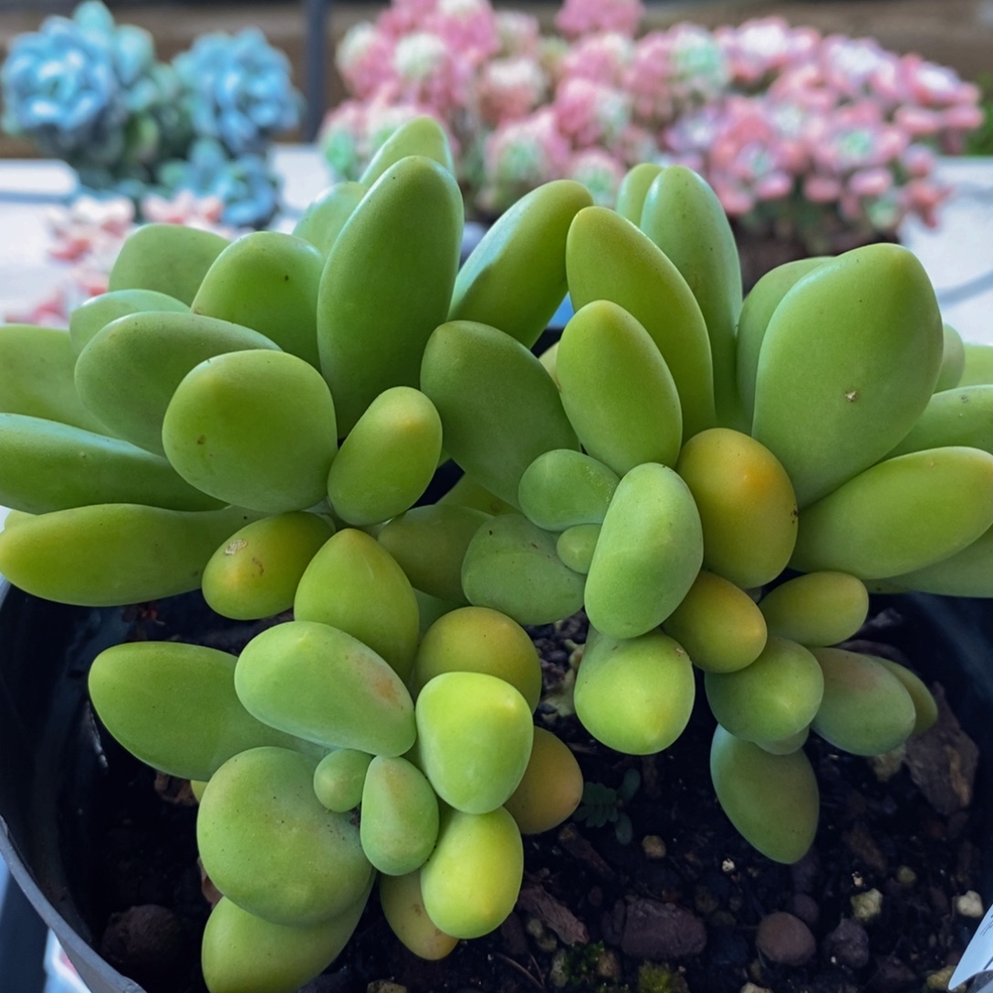 634芒果奶12cm多肉