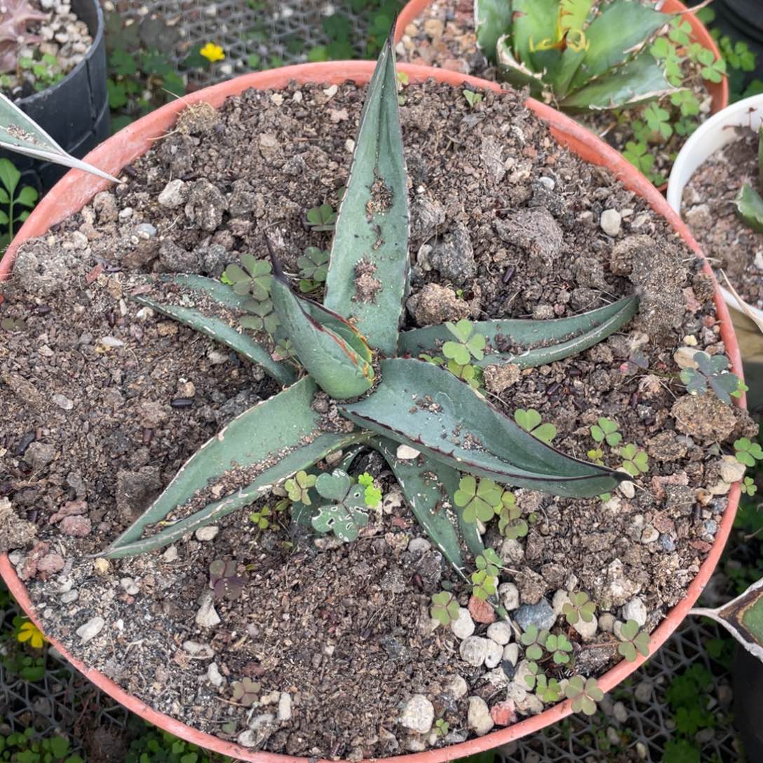 无花朵鲨鱼皮龙舌兰