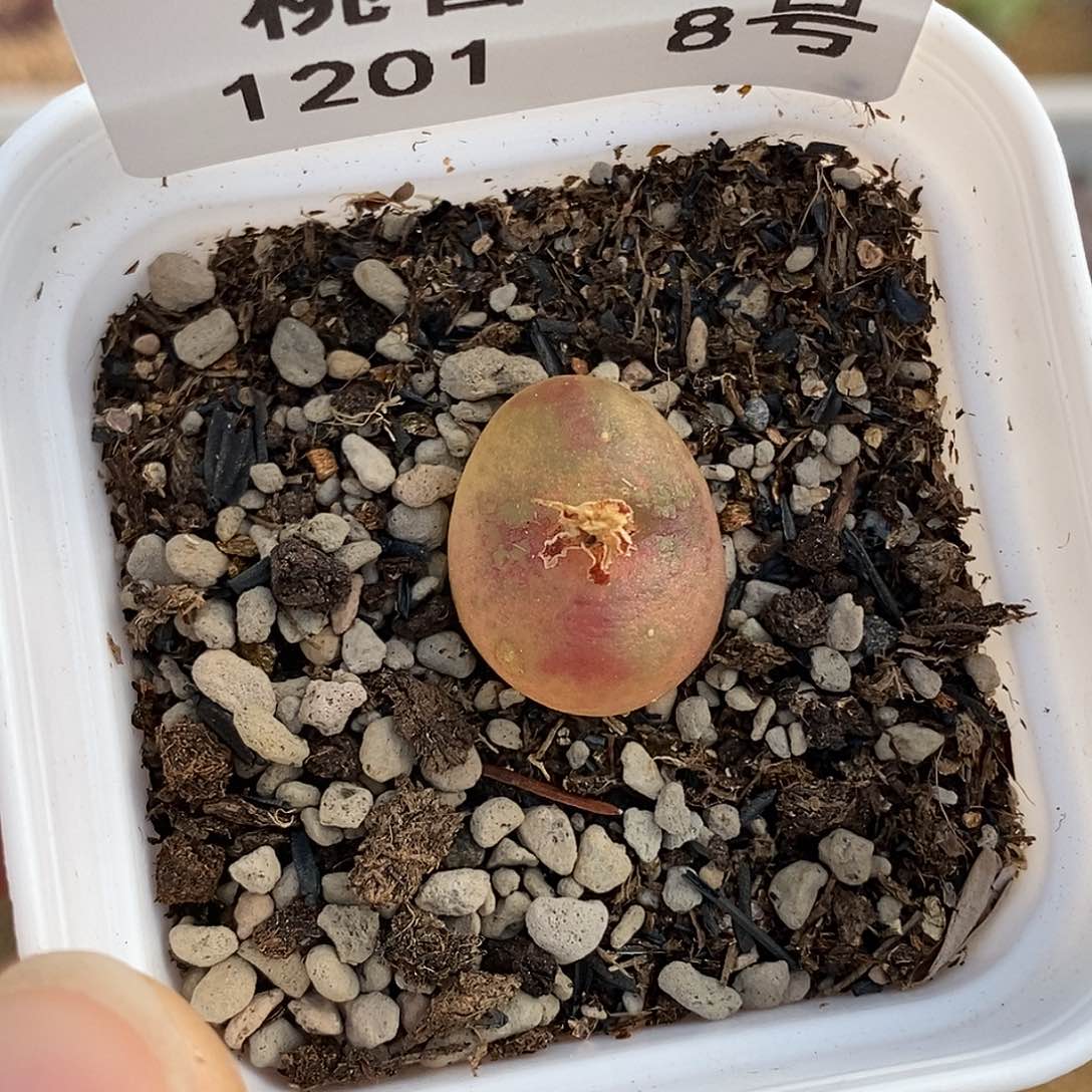 201-8-新品杂交有伤。     