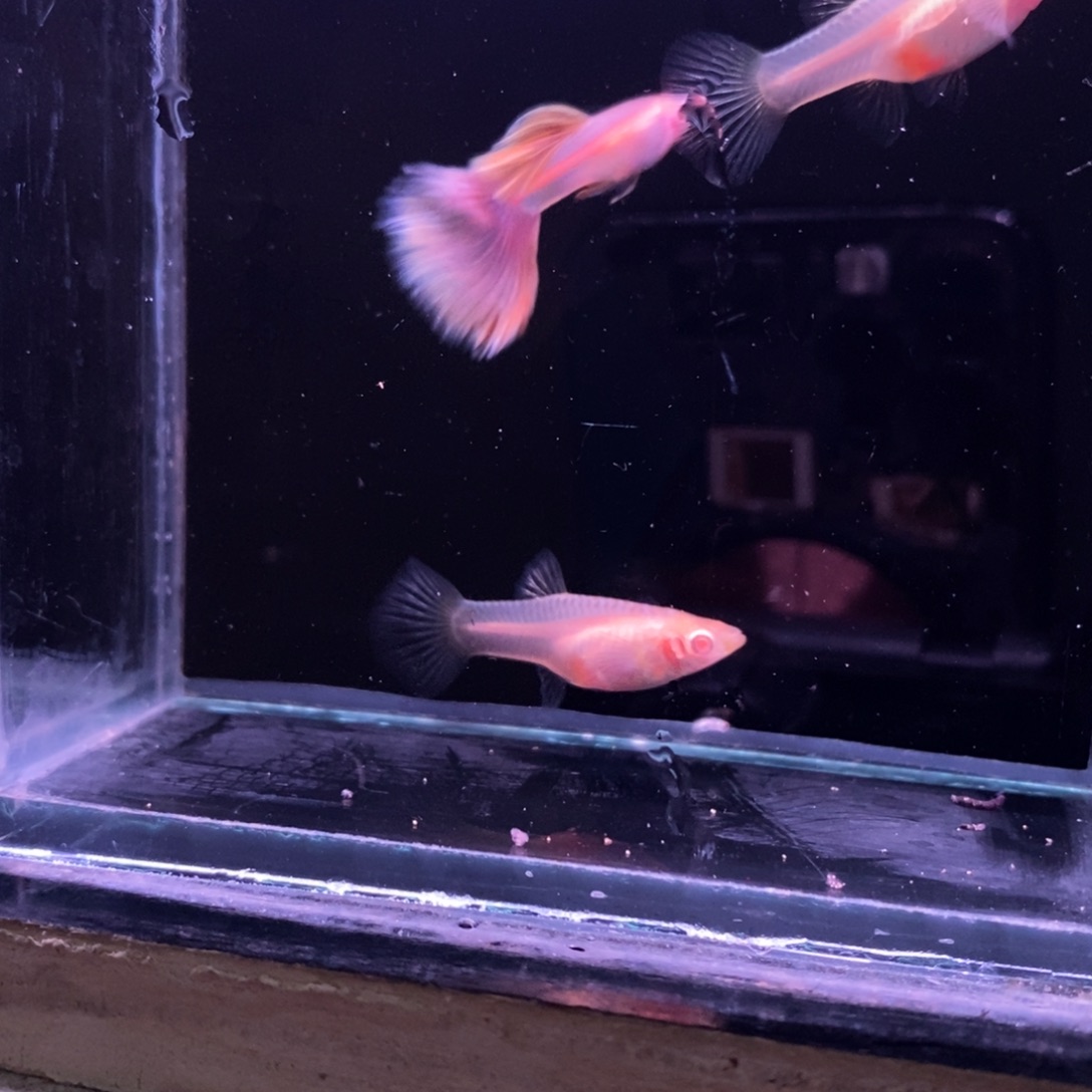 小***1孔雀鱼金粉世家一对