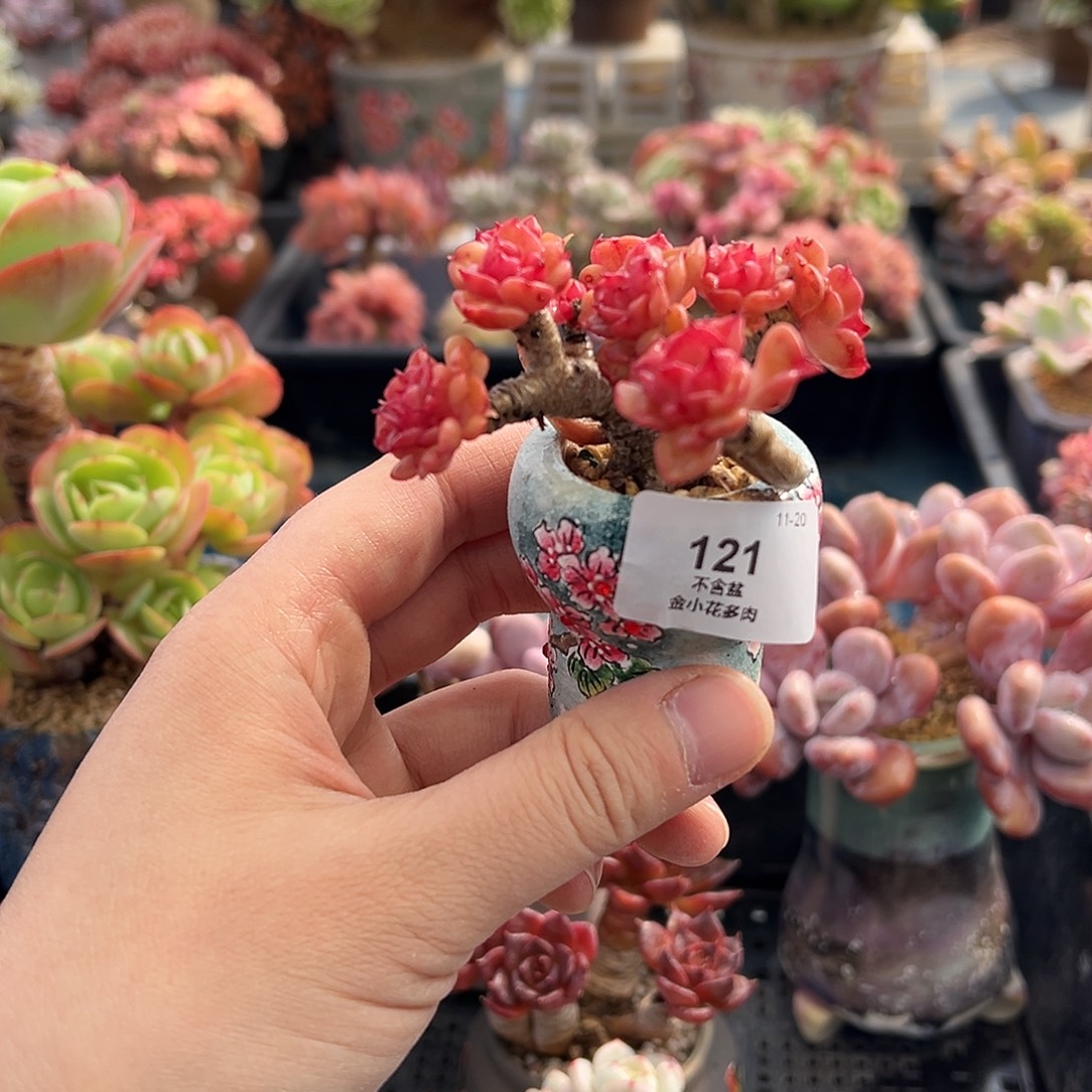 疏***影121         不带盆    