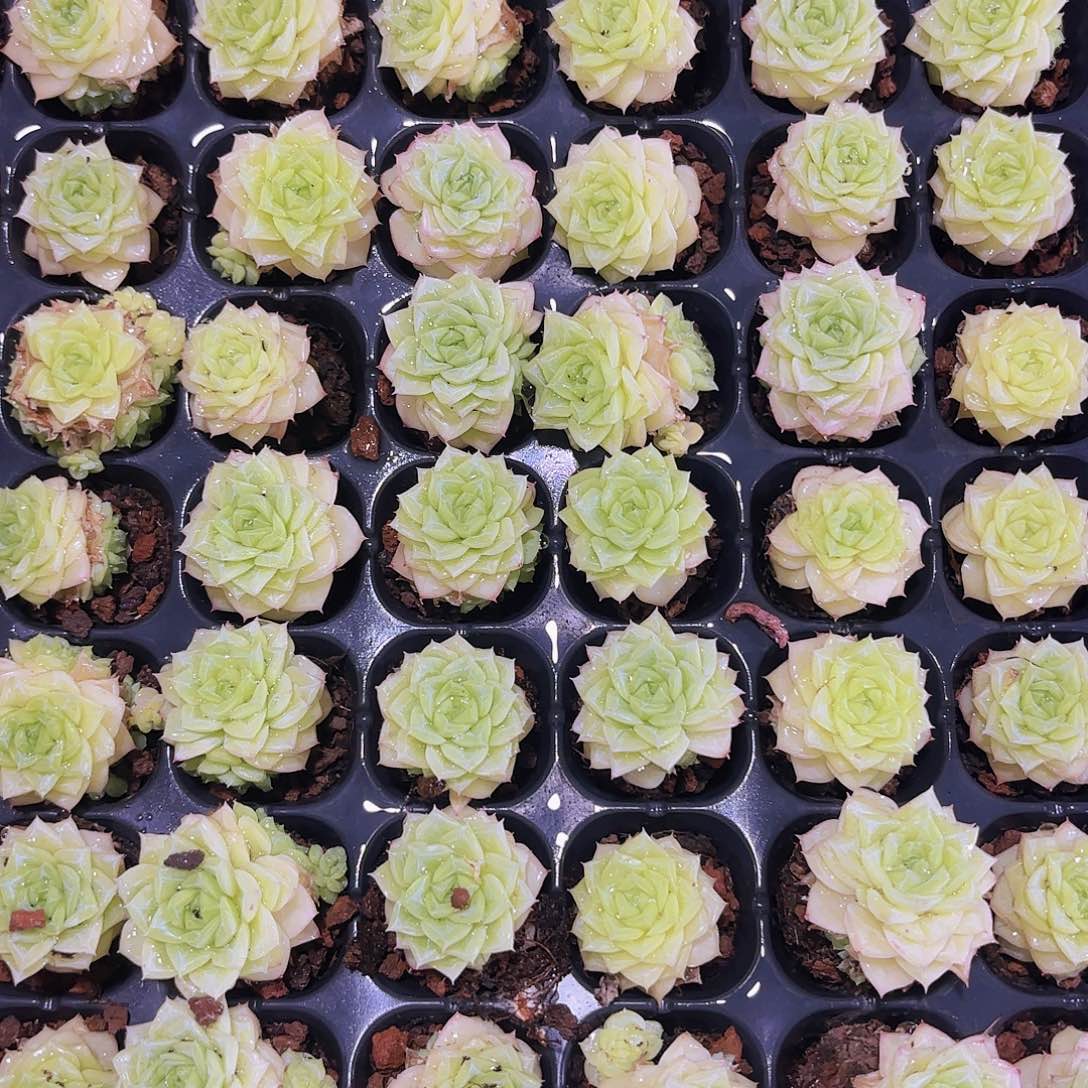 精品奶油麦秆多肉