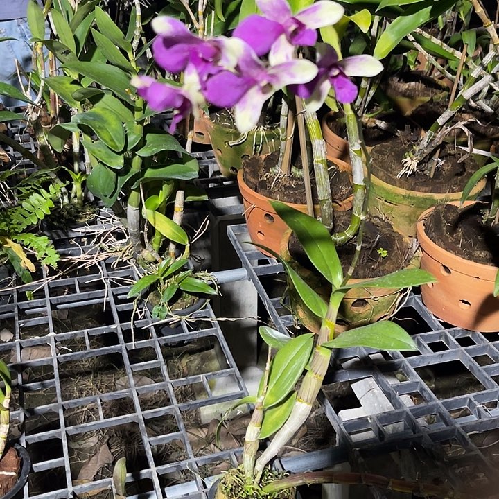 当前无花朵，栽培后可花朵老种兔1293