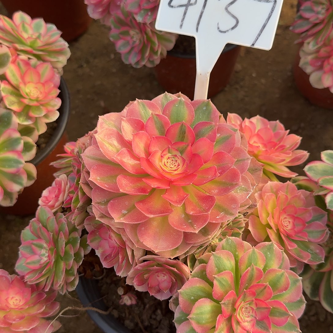 4137倾城多肉法师多肉