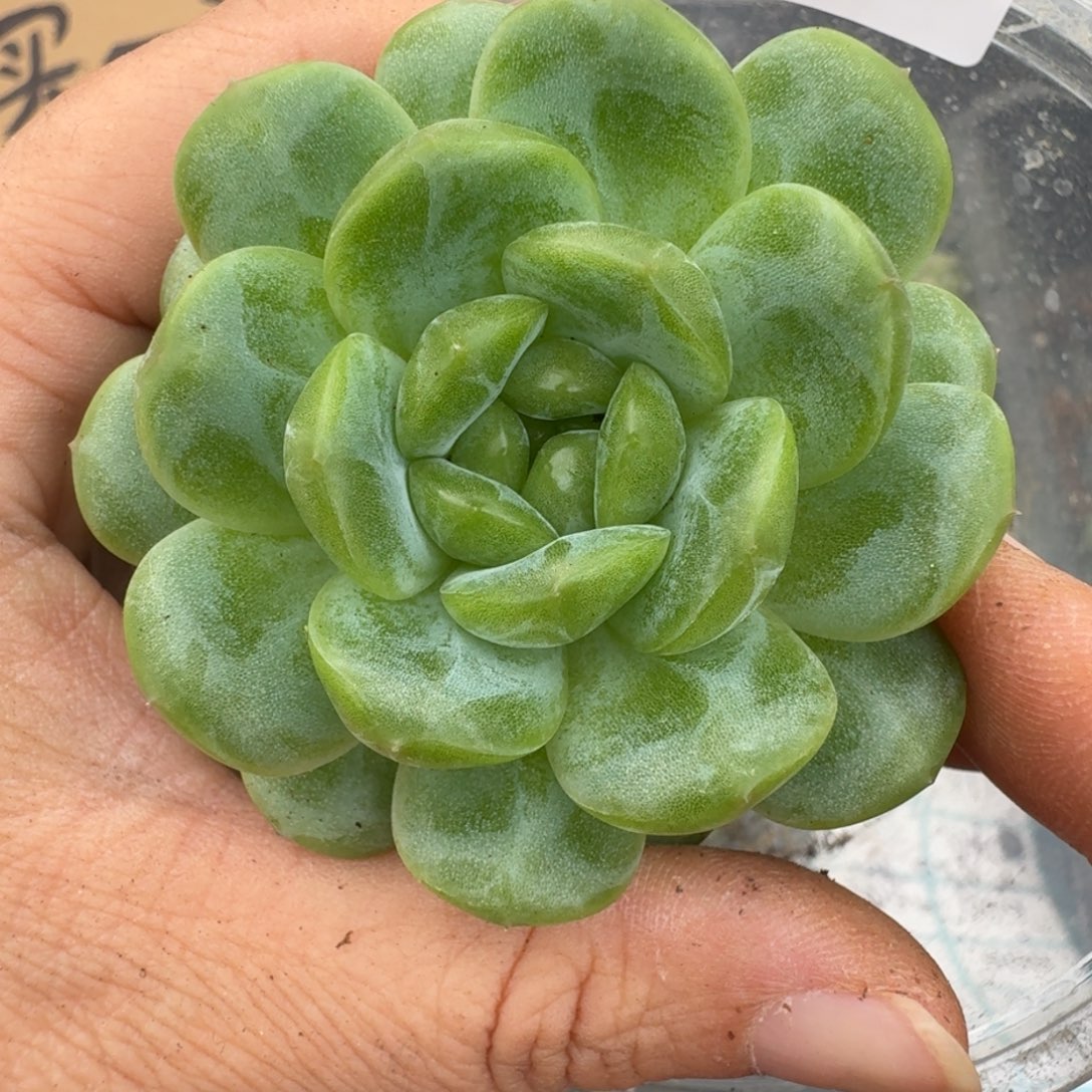 一物一拍一物一拍1108-702