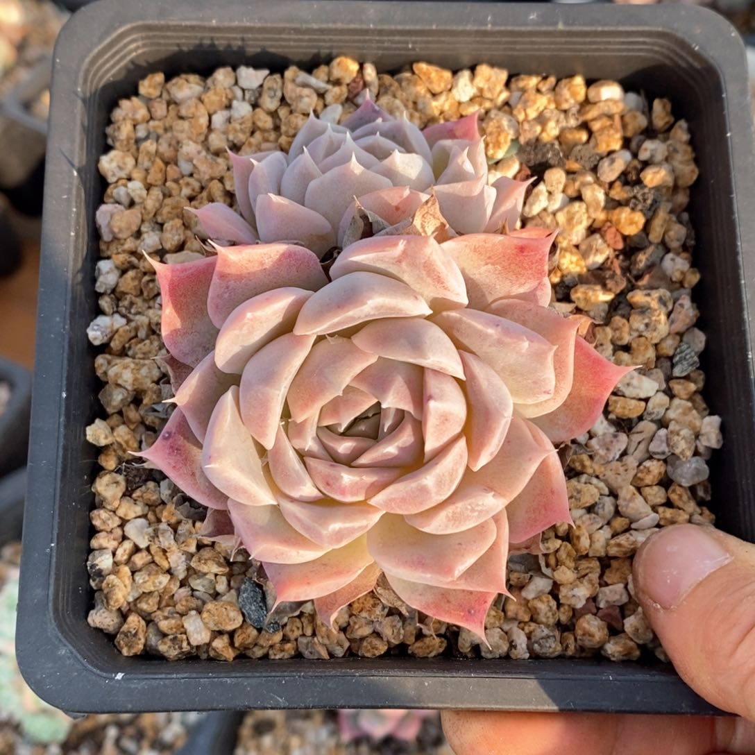 精品多肉一物一拍不包整41